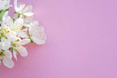 Mor kağıt boş ve üzerine kiraz ağacının çiçekleri. 