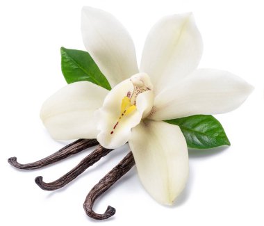 Vanilya çubukları ve üzerinde beyaz izole orkide vanilya çiçek kurutulmuş