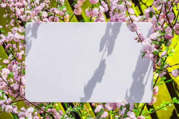 Papier blanc entre les branches d'amande en fleurs. Rose f — Photo