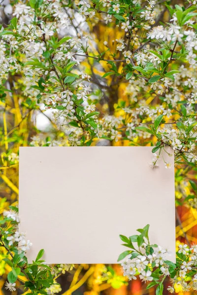 Papier blank zwischen Kirschzweigen in Blüte. — Stockfoto