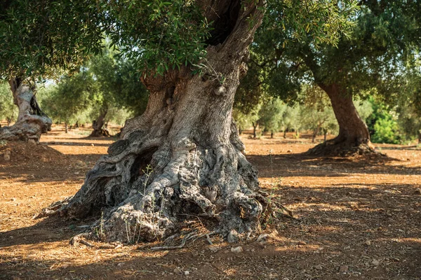 Oliveto mediterraneo e un vecchio olivo in primo piano — Foto Stock