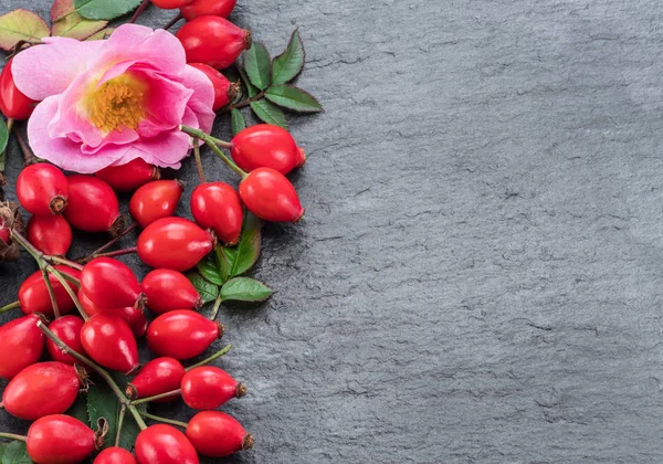 Rosa canina matura rossa su sfondo grigio grafite. Vista dall'alto . — Foto Stock