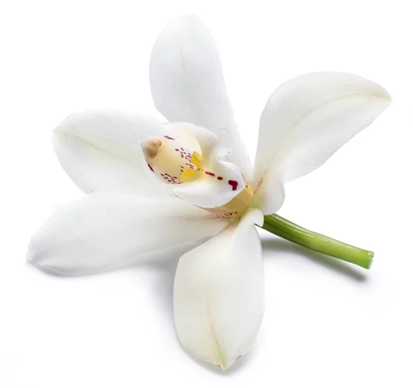 Wanilia Orchidea kwiat waniliowy na białym tle. — Zdjęcie stockowe