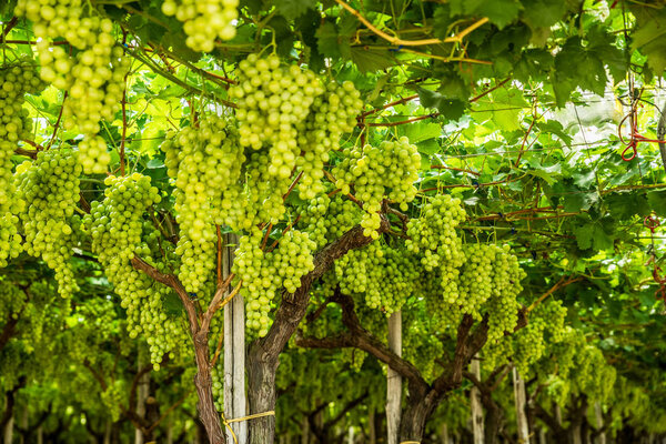 Large ripe clusters of white table grapes on the vine.