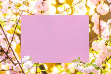 Kağıt çiçek çiçeklenme badem şubeleri arasında boş. Pembe f