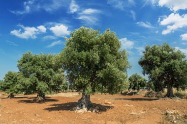 Ön planda Akdeniz zeytin Tarlası ve eski bir zeytin ağacı