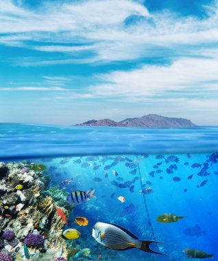 Kızıldeniz'in sualtı deniz yaşamı ve mavi gökyüzü. Renkli kor