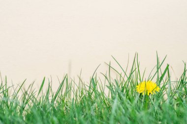 Yeşil çimenlerin üzerinde boş bir kağıt. Yeşil çim bir çerçeve olarak.