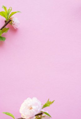 Pembe kağıt boş ve üzerinde çiçekli badem dalları.
