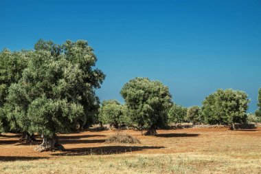 Güzel Akdeniz manzarası. Kırmızı toprak ve zeytin ağaçları. 