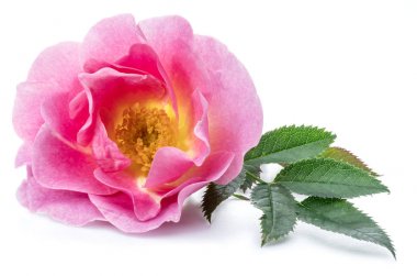 Rose-kalça veya beyaz bir arka plan üzerinde izole yabani gül çilek.