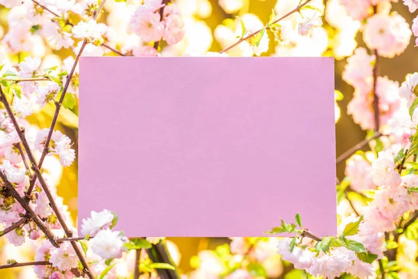 Papier lege tussen bloeiende amandel takken in bloesem. Roze f — Stockfoto