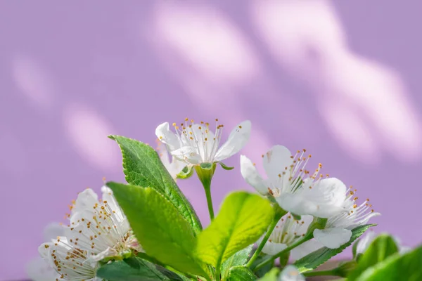 Papel violeta em branco e flores de cerejeira nele . — Fotografia de Stock