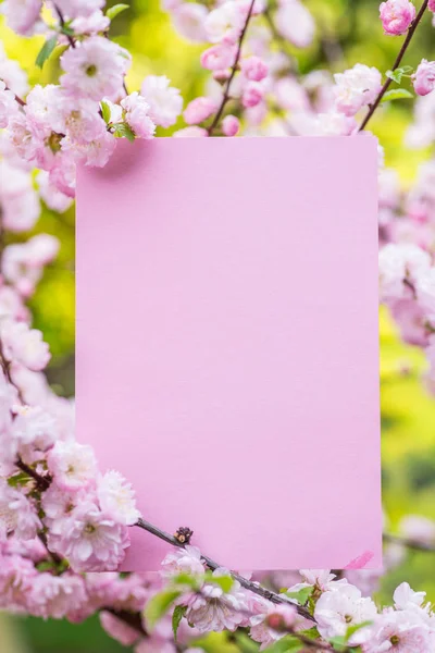 Papier lege tussen bloeiende amandel takken in bloesem. Roze f — Stockfoto