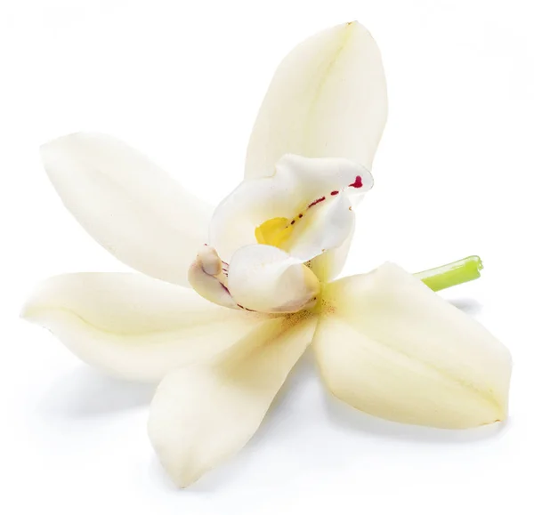 Vanilla orchidea vanília virág izolált fehér háttér. — Stock Fotó