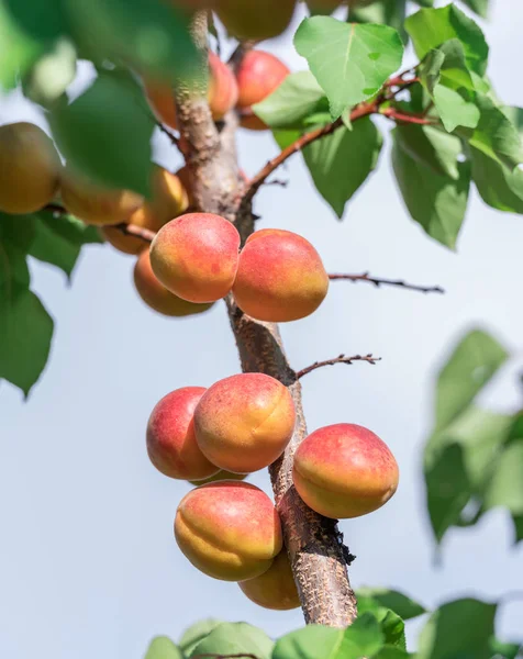 Зрізати абрикоси на садовому дереві в саду . — стокове фото