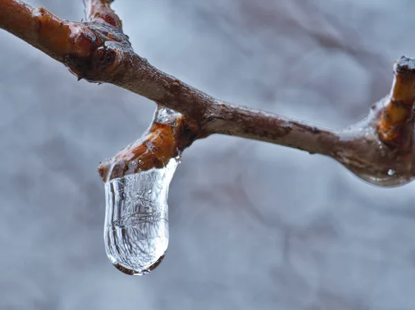 Macro foto van bevroren waterdruppel op de tak. — Stockfoto