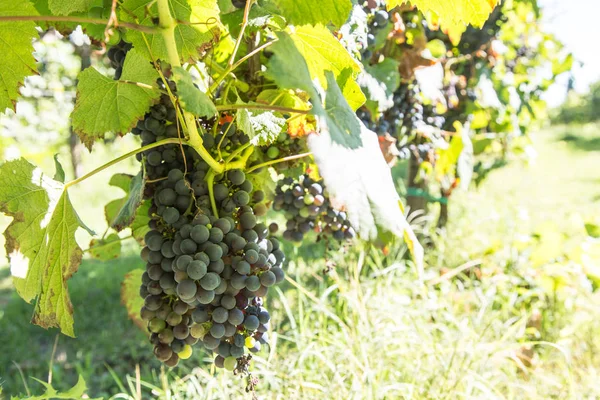 Uvas de vino en la vid. —  Fotos de Stock