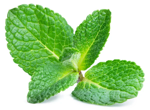 Fresh mint leaves isolated on white background. — Stock Photo, Image