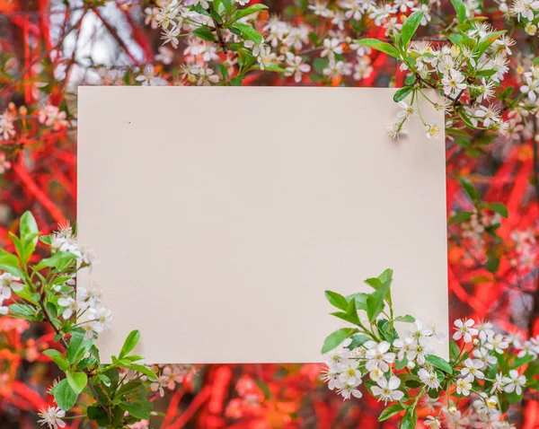 Papel en blanco entre ramas de cerezo en flor . —  Fotos de Stock