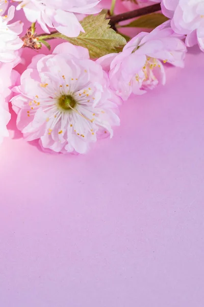 Violet paper blank and beautiful flowers of almond plant on it. — Stock Photo, Image