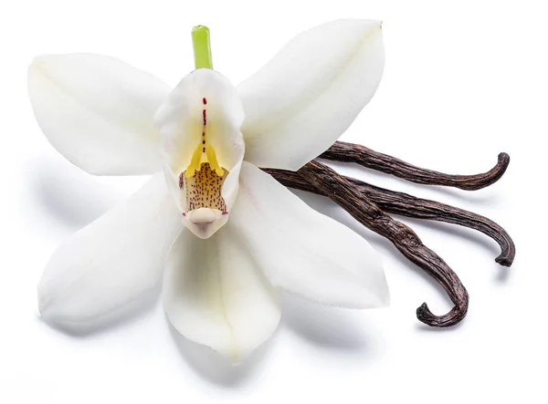 Vanilya çubukları ve üzerinde beyaz izole orkide vanilya çiçek kurutulmuş — Stok fotoğraf