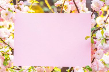 Kağıt çiçek çiçeklenme badem şubeleri arasında boş. Pembe f