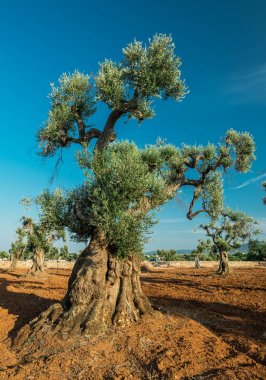Ön planda Akdeniz zeytin Tarlası ve eski bir zeytin ağacı