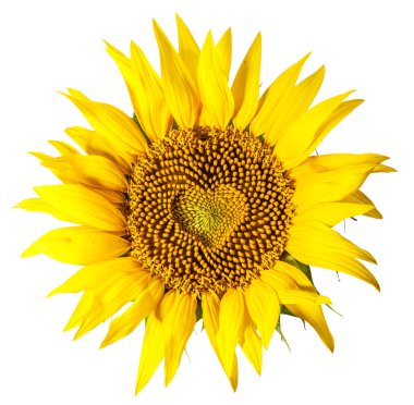 Sunflower with seeds in shape of heart inside it on white backgr clipart
