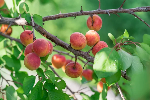 Abricots mûrs sur le verger dans le jardin . — Photo