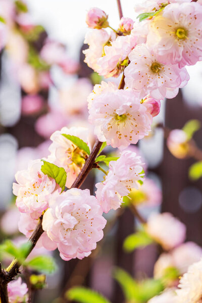Pink flowering almond branches in blossom. Close-up.