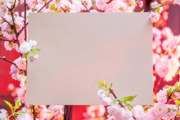 Papel em branco entre ramos de amêndoa floridos em flor. Rosa f — Fotografia de Stock