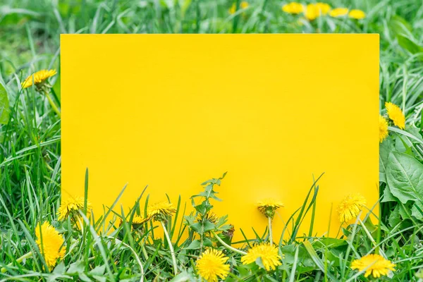Žlutý papír prázdný na zelené trávě a pampelišky. Zelený gras — Stock fotografie