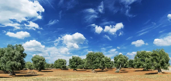 Vackert medelhavslandskap. Röd jord och olivträd. — Stockfoto