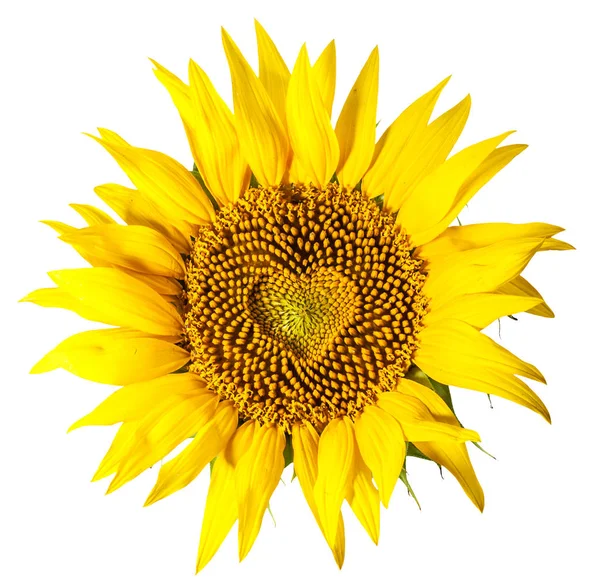 Sunflower heart Stock Photos, Royalty Free Sunflower heart Images