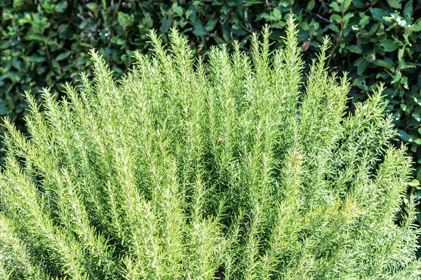 Hierba de romero en el jardín. Primer plano. . —  Fotos de Stock