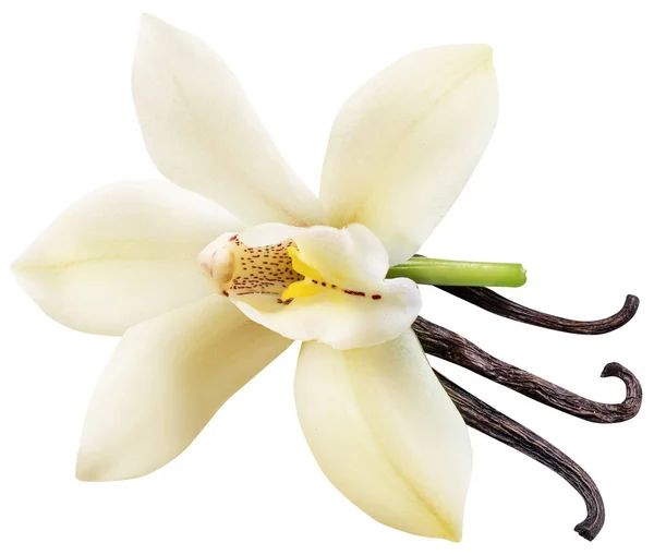 Dried vanilla sticks and orchid vanilla flower. File contains cl — Stock Photo, Image