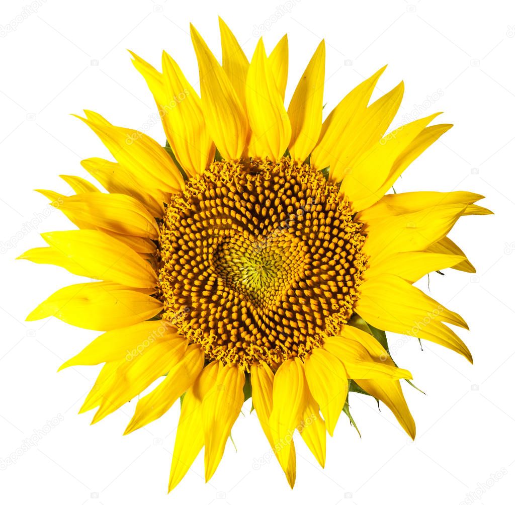 Sunflower with seeds in shape of heart inside it on white backgr