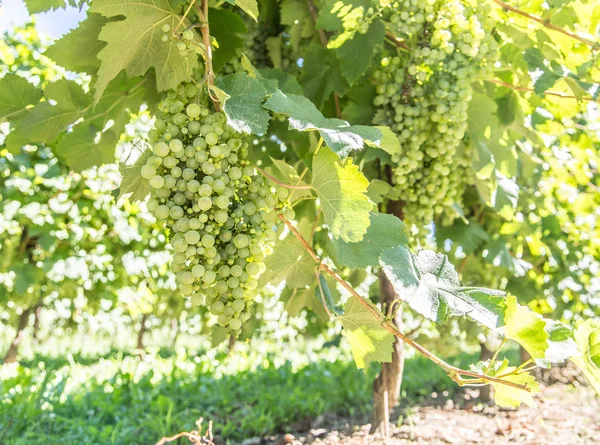 Uvas de vinho na videira. — Fotografia de Stock