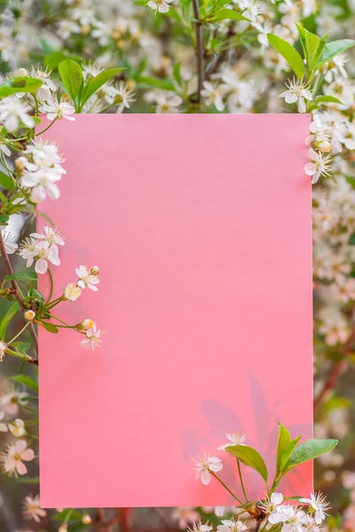 Рожевий папір пустий між вишневими гілками у цвітіння . — стокове фото