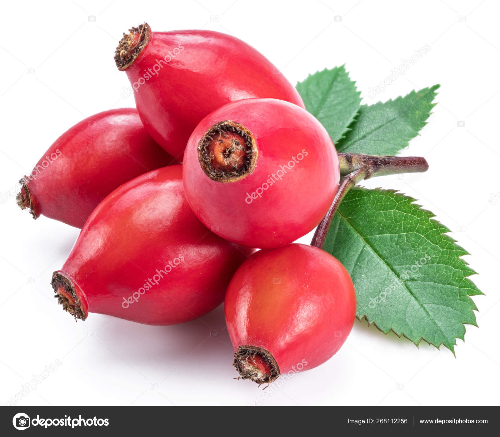 バラの葉が白い背景で隔離のローズヒップ ストック写真 C Valentyn Volkov