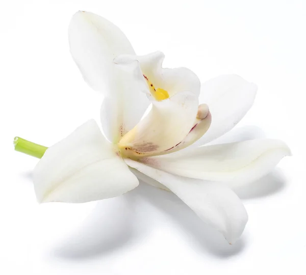 Vanilla orchidee vanille bloem geïsoleerd op witte achtergrond. — Stockfoto