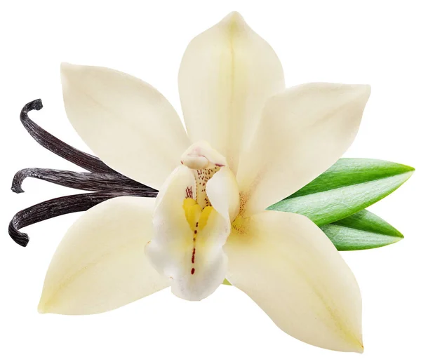 Bastoncini di vaniglia essiccati e fiore di vaniglia orchidea. Il file contiene cl — Foto Stock