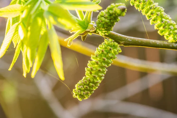 Свежевырванные листья орехового дерева крупным планом. Весенний фон. — стоковое фото