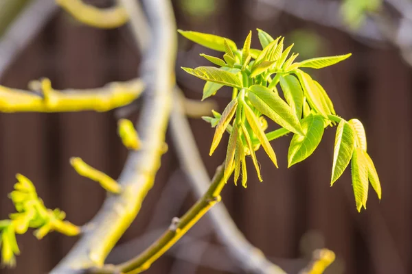 Свежевырванные листья орехового дерева крупным планом. Весенний фон. — стоковое фото