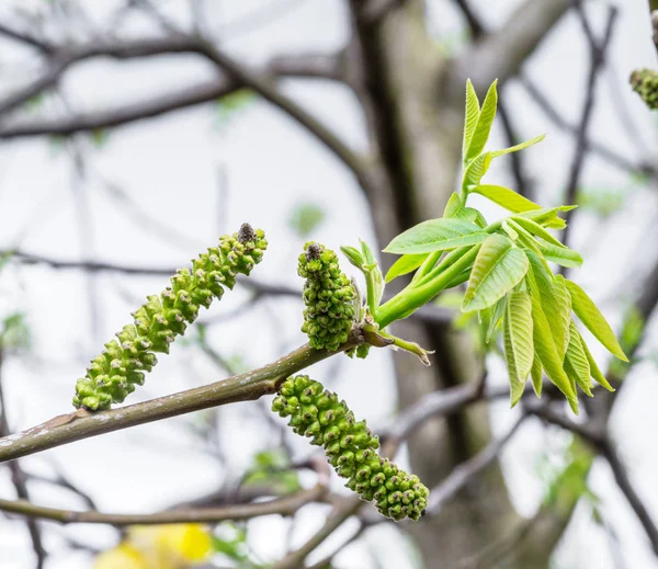 Hojas de nogal recién reventadas de cerca. Fondo de primavera. —  Fotos de Stock