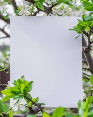 Kağıt boş elma çiçeği dallarında arasında. 