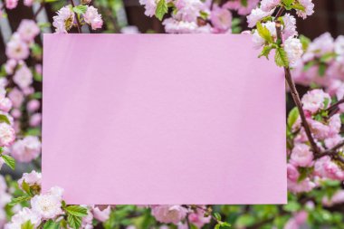 Kağıt çiçek çiçeklenme badem şubeleri arasında boş. Pembe f