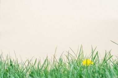 Yeşil çimenlerin üzerinde boş bir kağıt. Yeşil çim bir çerçeve olarak.