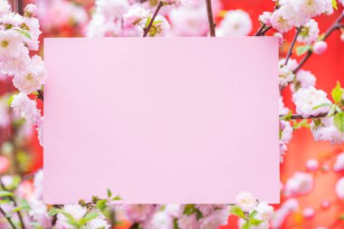 Kağıt çiçek çiçeklenme badem şubeleri arasında boş. Pembe f